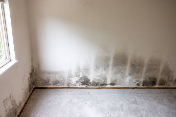 Mold Removal